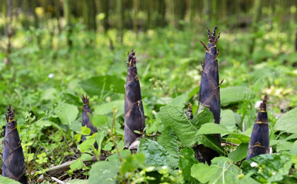 泸州野植珍食品有限公司
